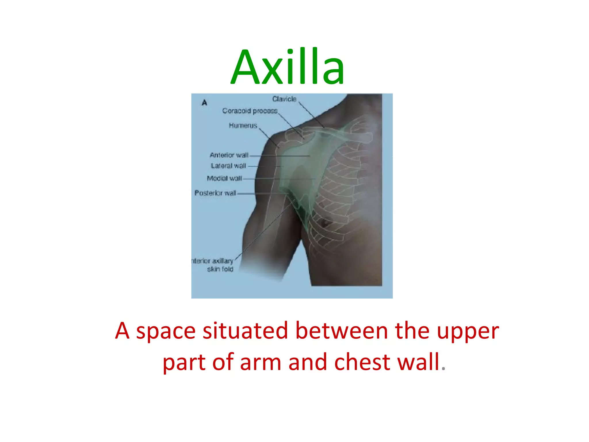 Axilla
A space situated between the upper
part of arm and chest wall.
 