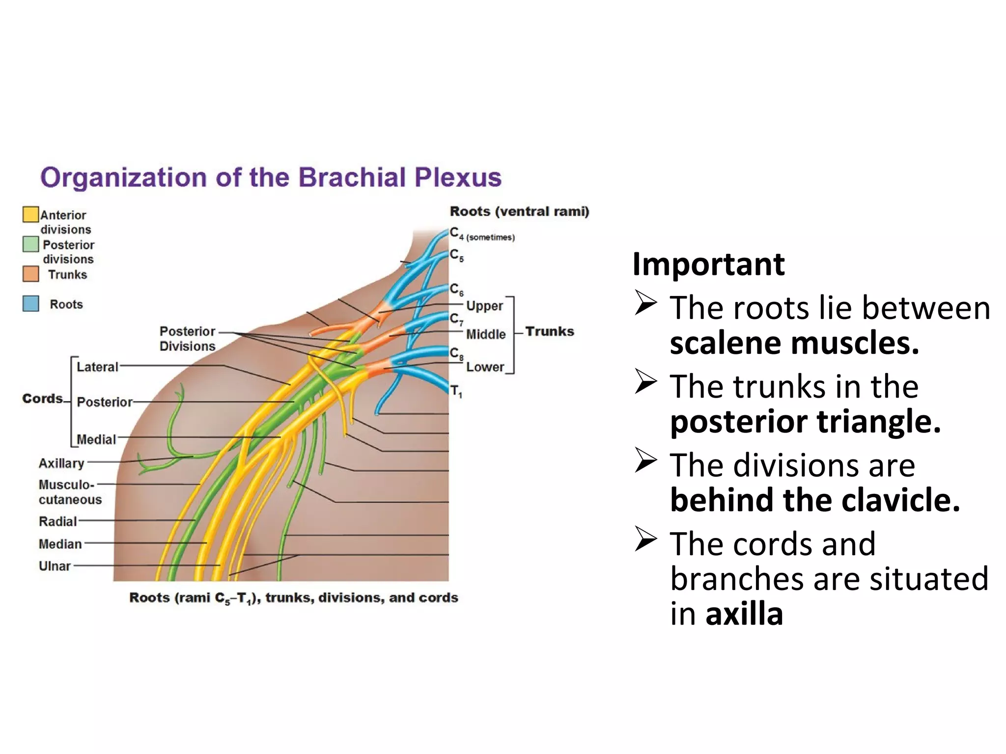 Important
 The roots lie between
scalene muscles.
 The trunks in the
posterior triangle.
 The divisions are
behind the clavicle.
 The cords and
branches are situated
in axilla
 