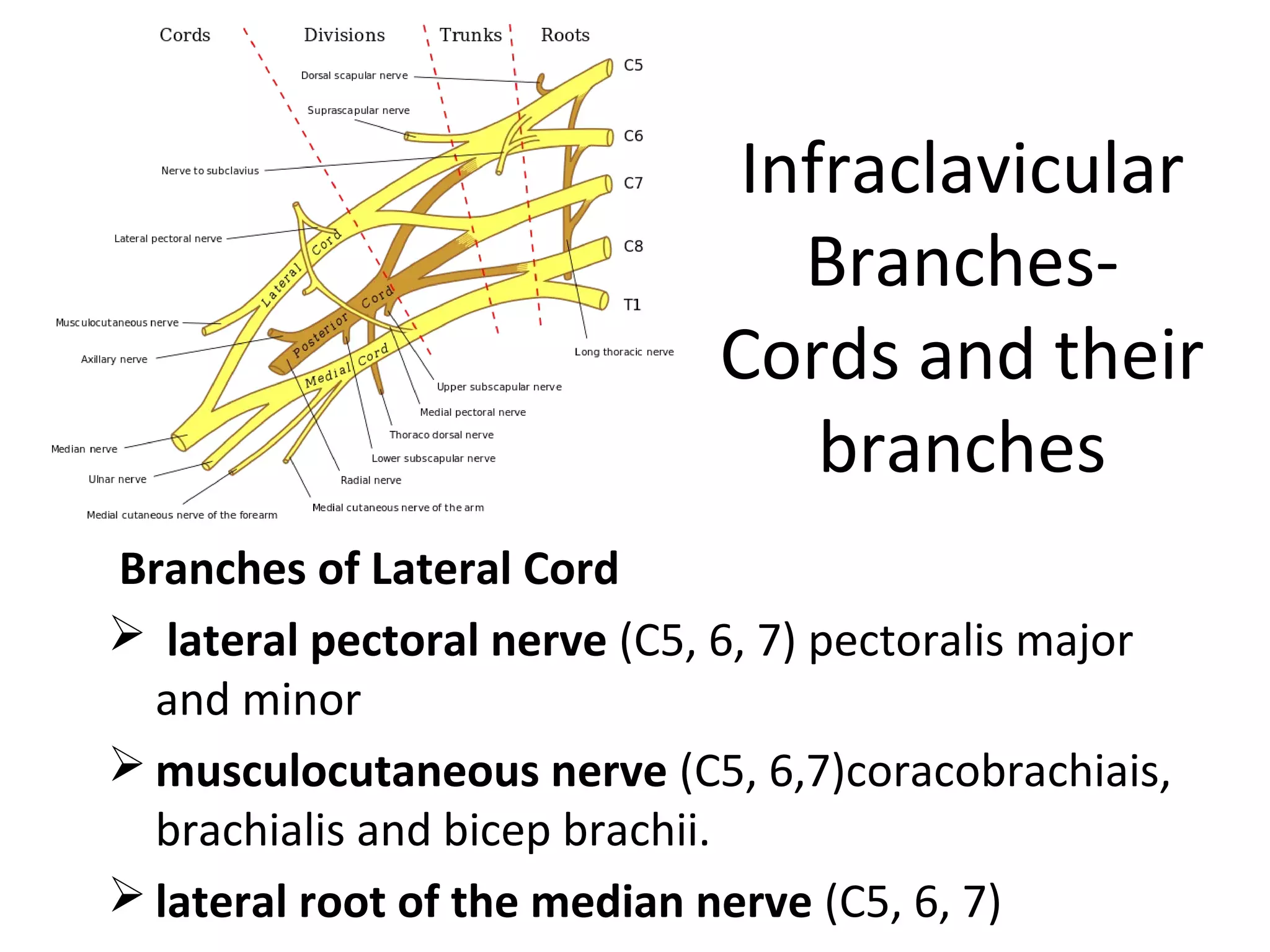 Infraclavicular
Branches-
Cords and their
branches
Branches of Lateral Cord
 lateral pectoral nerve (C5, 6, 7) pectoralis major
and minor
 musculocutaneous nerve (C5, 6,7)coracobrachiais,
brachialis and bicep brachii.
 lateral root of the median nerve (C5, 6, 7)
 