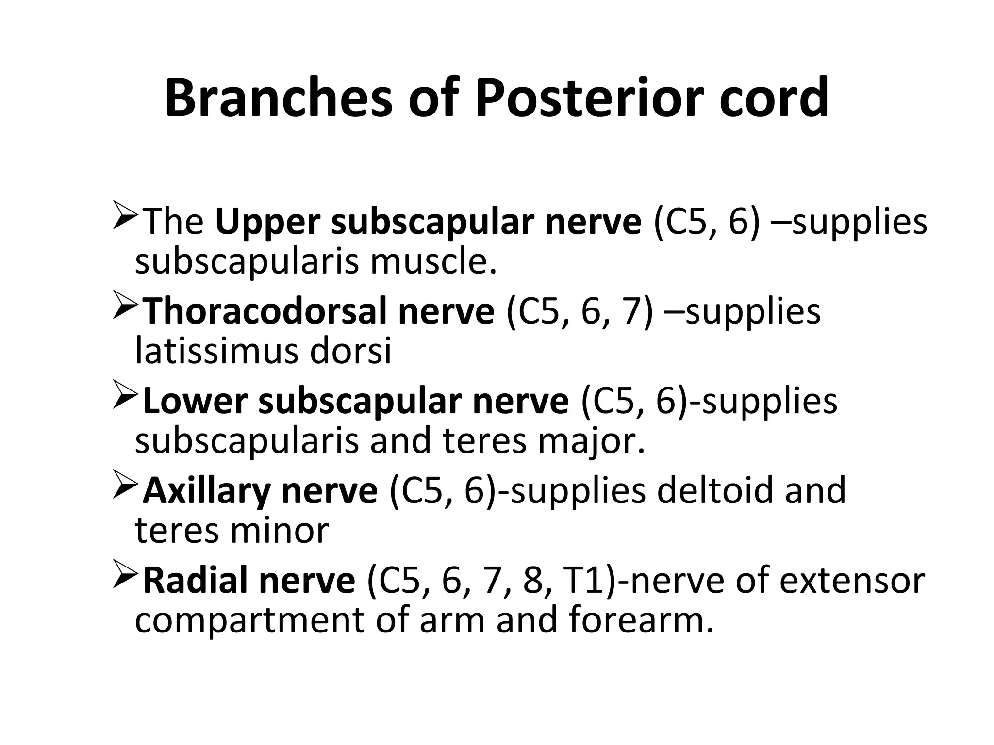 Branches of Posterior cord
The Upper subscapular nerve (C5, 6) –supplies
subscapularis muscle.
Thoracodorsal nerve (C5, 6, 7) –supplies
latissimus dorsi
Lower subscapular nerve (C5, 6)-supplies
subscapularis and teres major.
Axillary nerve (C5, 6)-supplies deltoid and
teres minor
Radial nerve (C5, 6, 7, 8, T1)-nerve of extensor
compartment of arm and forearm.
 