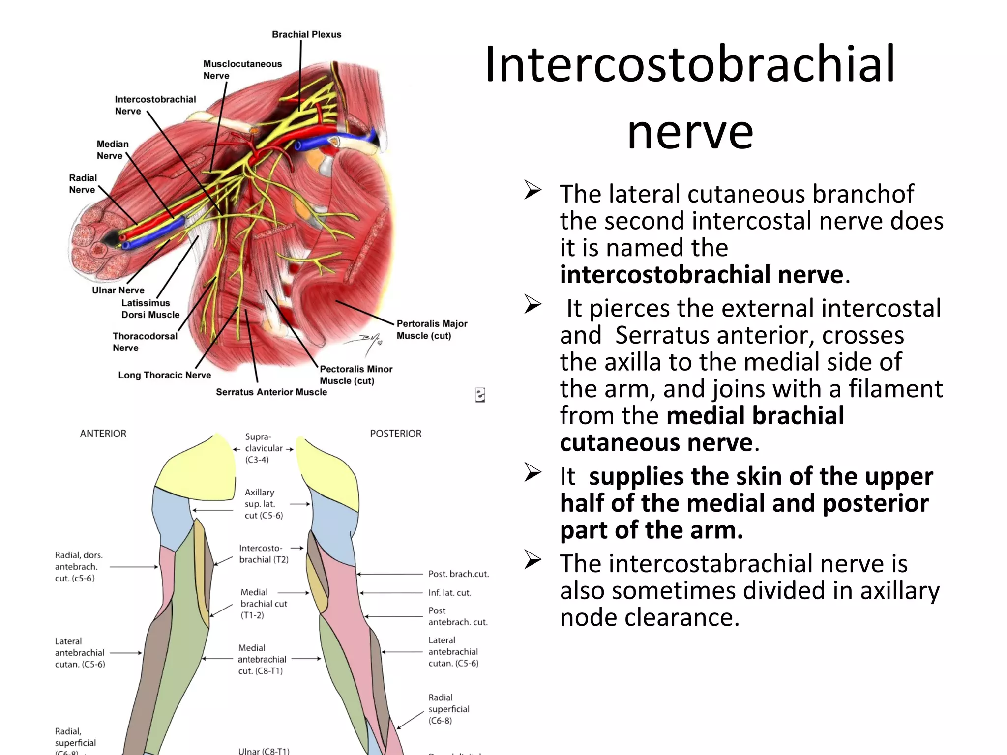 Intercostobrachial
nerve
 The lateral cutaneous branchof
the second intercostal nerve does
it is named the
intercostobrachial nerve.
 It pierces the external intercostal
and Serratus anterior, crosses
the axilla to the medial side of
the arm, and joins with a filament
from the medial brachial
cutaneous nerve.
 It supplies the skin of the upper
half of the medial and posterior
part of the arm.
 The intercostabrachial nerve is
also sometimes divided in axillary
node clearance.
 