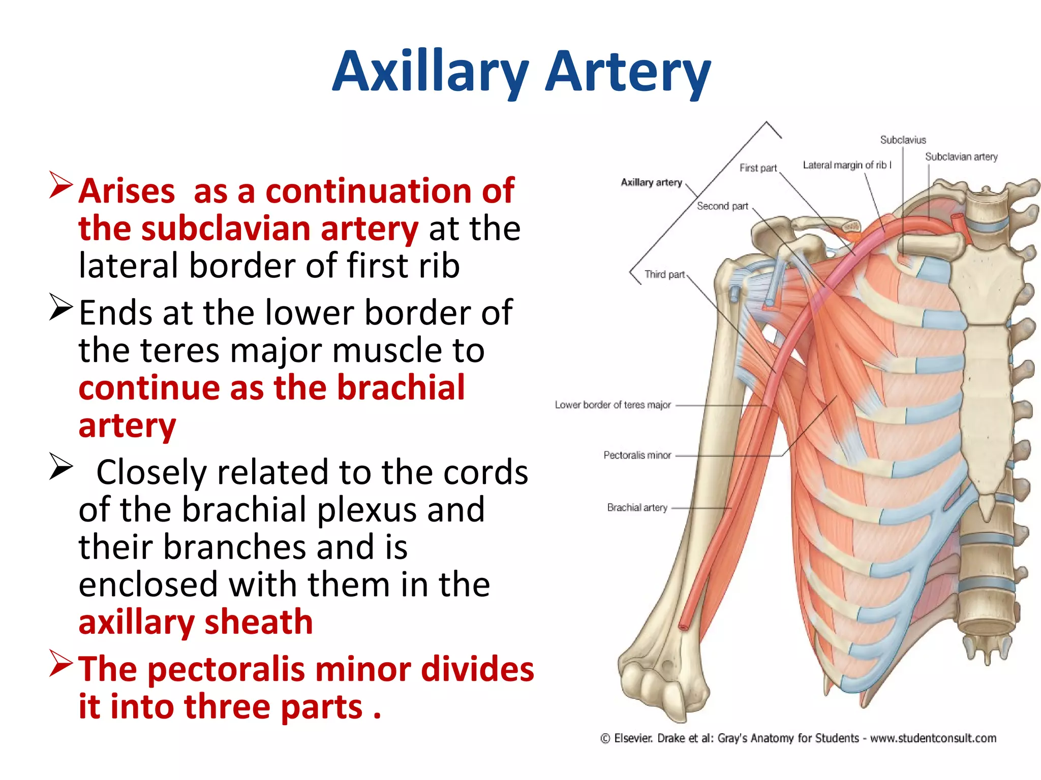Axillary Artery
Arises as a continuation of
the subclavian artery at the
lateral border of first rib
Ends at the lower border of
the teres major muscle to
continue as the brachial
artery
 Closely related to the cords
of the brachial plexus and
their branches and is
enclosed with them in the
axillary sheath
The pectoralis minor divides
it into three parts .
 