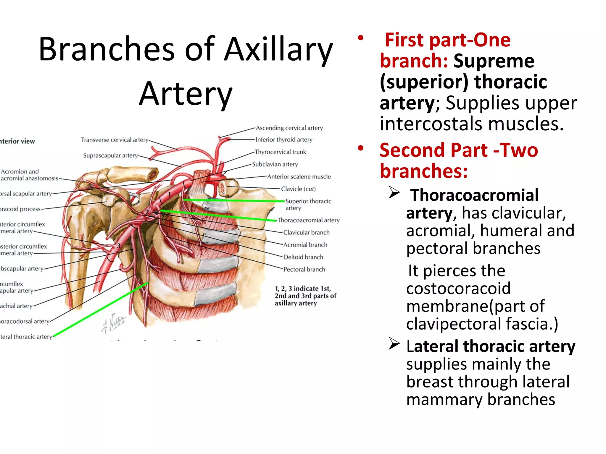 Branches of Axillary
Artery
• First part-One
branch: Supreme
(superior) thoracic
artery; Supplies upper
intercostals muscles.
• Second Part -Two
branches:
 Thoracoacromial
artery, has clavicular,
acromial, humeral and
pectoral branches
It pierces the
costocoracoid
membrane(part of
clavipectoral fascia.)
 Lateral thoracic artery
supplies mainly the
breast through lateral
mammary branches
 