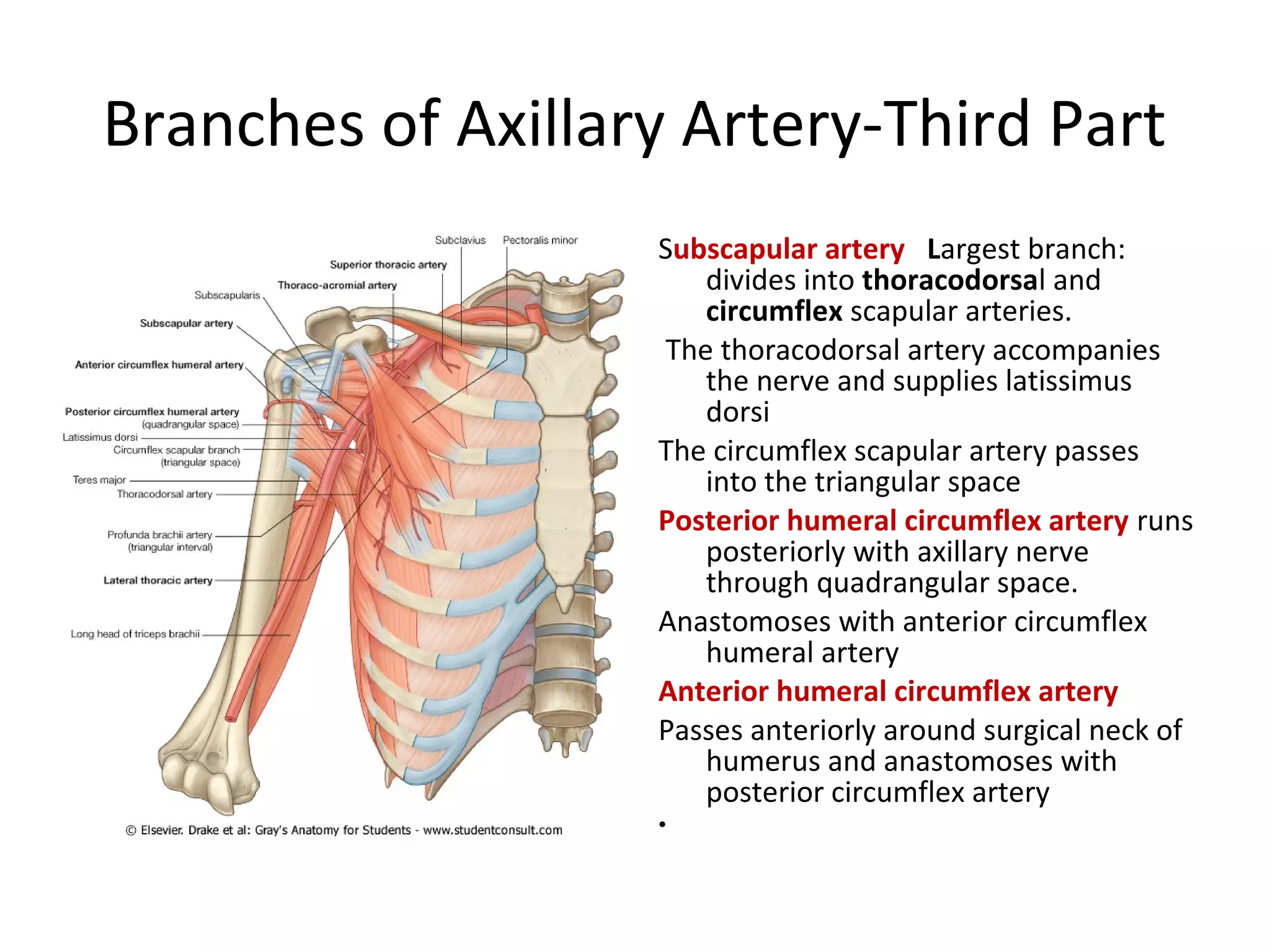 Branches of Axillary Artery-Third Part
Subscapular artery Largest branch:
divides into thoracodorsal and
circumflex scapular arteries.
The thoracodorsal artery accompanies
the nerve and supplies latissimus
dorsi
The circumflex scapular artery passes
into the triangular space
Posterior humeral circumflex artery runs
posteriorly with axillary nerve
through quadrangular space.
Anastomoses with anterior circumflex
humeral artery
Anterior humeral circumflex artery
Passes anteriorly around surgical neck of
humerus and anastomoses with
posterior circumflex artery
•
 