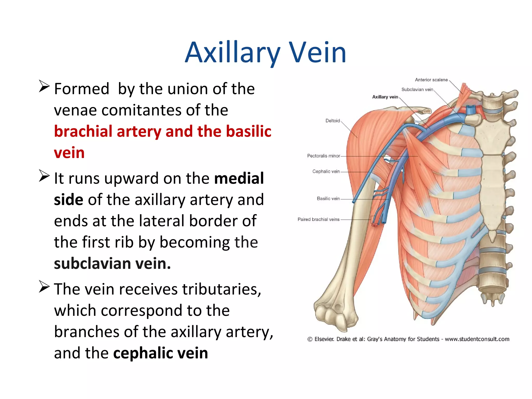 Axillary Vein
Formed by the union of the
venae comitantes of the
brachial artery and the basilic
vein
It runs upward on the medial
side of the axillary artery and
ends at the lateral border of
the first rib by becoming the
subclavian vein.
The vein receives tributaries,
which correspond to the
branches of the axillary artery,
and the cephalic vein
 