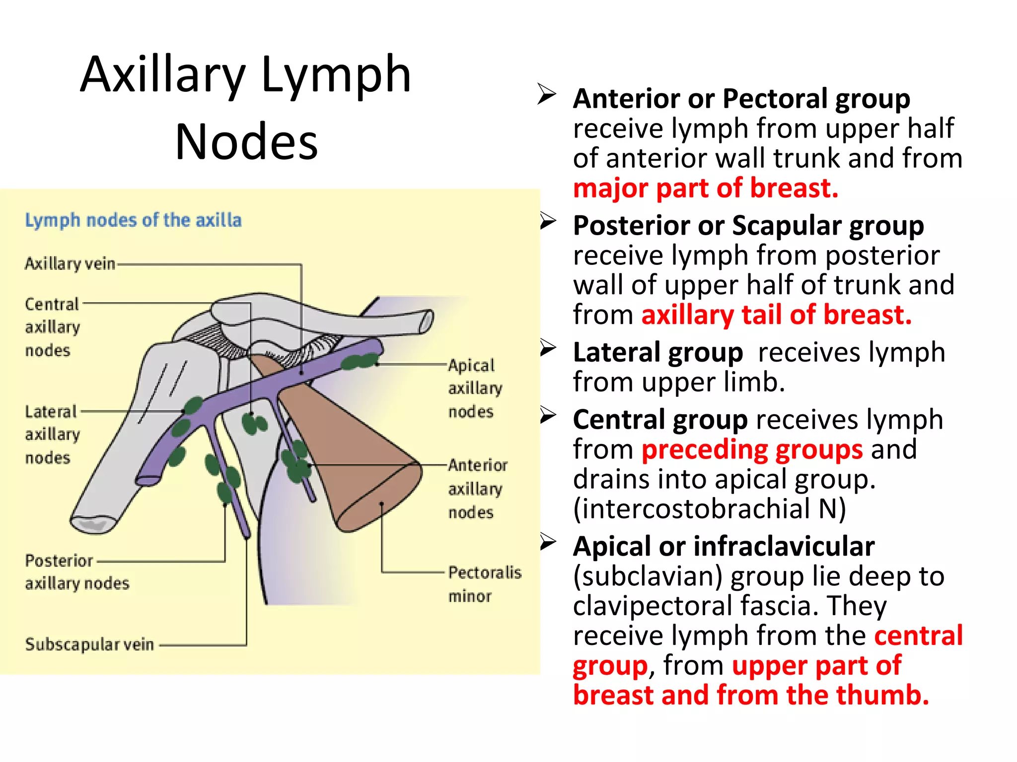 Axillary Lymph
Nodes
 Anterior or Pectoral group
receive lymph from upper half
of anterior wall trunk and from
major part of breast.
 Posterior or Scapular group
receive lymph from posterior
wall of upper half of trunk and
from axillary tail of breast.
 Lateral group receives lymph
from upper limb.
 Central group receives lymph
from preceding groups and
drains into apical group.
(intercostobrachial N)
 Apical or infraclavicular
(subclavian) group lie deep to
clavipectoral fascia. They
receive lymph from the central
group, from upper part of
breast and from the thumb.
 