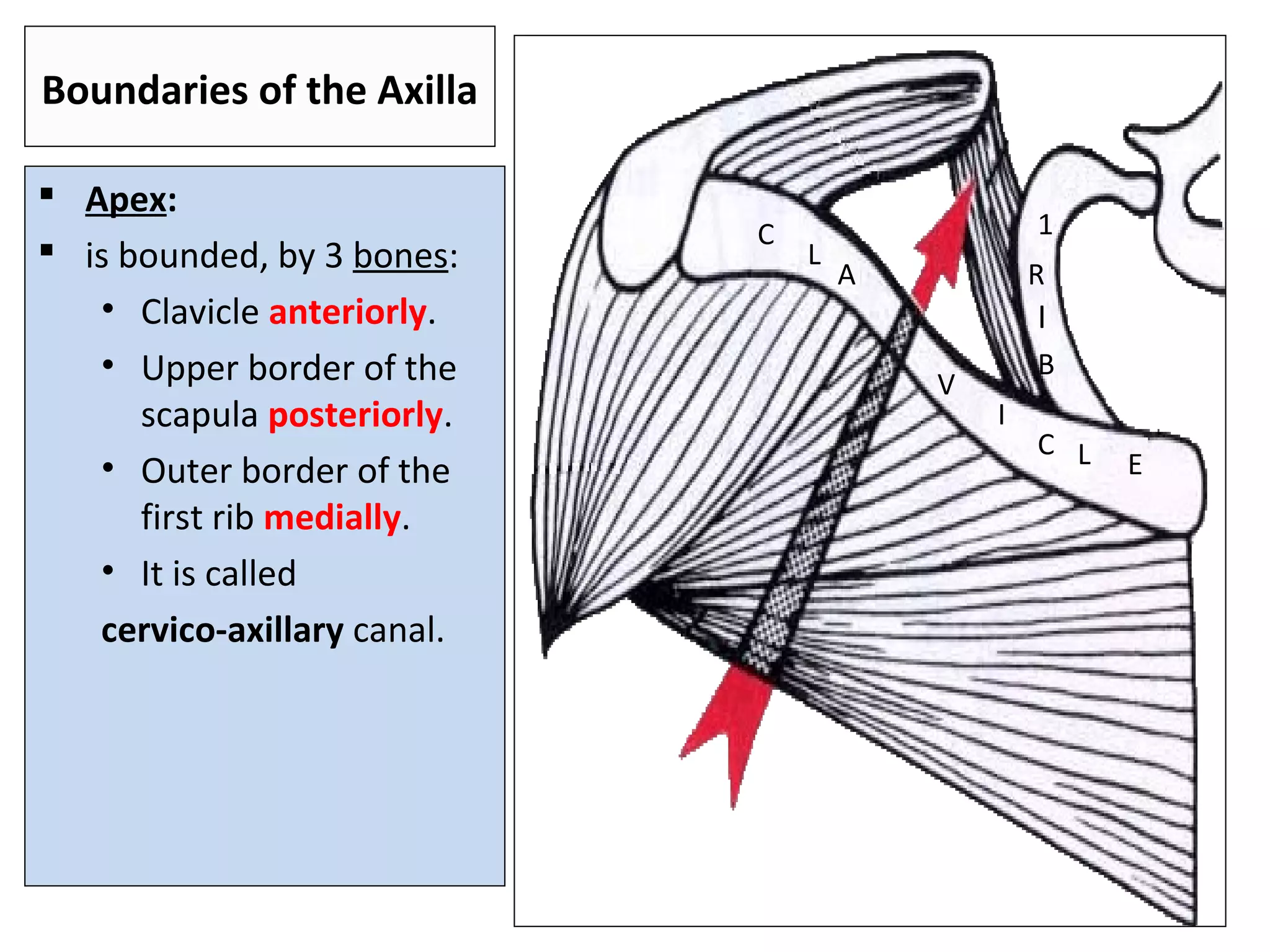 Boundaries of the Axilla
 Apex:
 is bounded, by 3 bones:
• Clavicle anteriorly.
• Upper border of the
scapula posteriorly.
• Outer border of the
first rib medially.
• It is called
cervico-axillary canal.
C
L
A
V
I
C L E
1
R
I
B
 