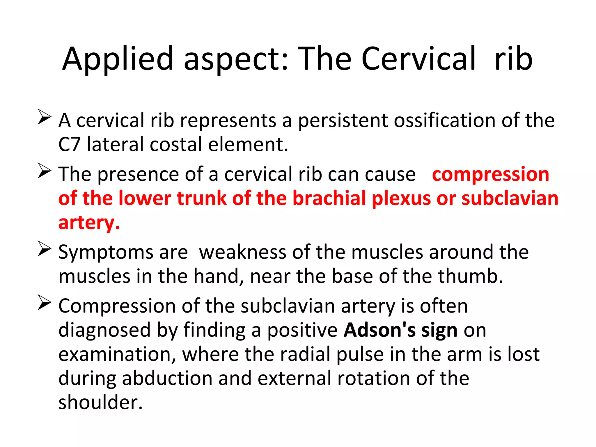 Applied aspect: The Cervical rib
 A cervical rib represents a persistent ossification of the
C7 lateral costal element.
 The presence of a cervical rib can cause compression
of the lower trunk of the brachial plexus or subclavian
artery.
 Symptoms are weakness of the muscles around the
muscles in the hand, near the base of the thumb.
 Compression of the subclavian artery is often
diagnosed by finding a positive Adson's sign on
examination, where the radial pulse in the arm is lost
during abduction and external rotation of the
shoulder.
 