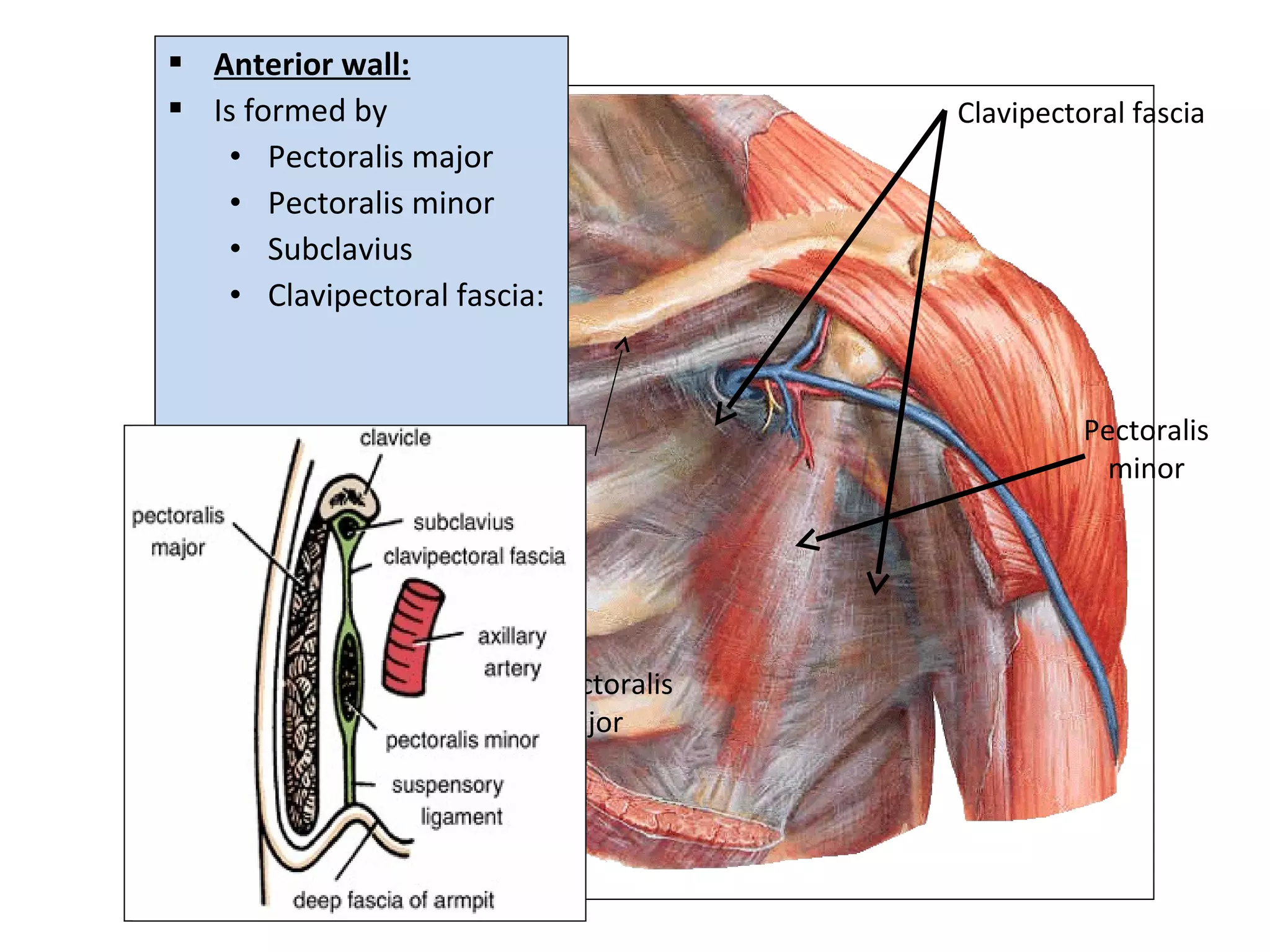  Anterior wall:
 Is formed by
• Pectoralis major
• Pectoralis minor
• Subclavius
• Clavipectoral fascia:
Pectoralis
major
Pectoralis
minor
Clavipectoral fascia
 