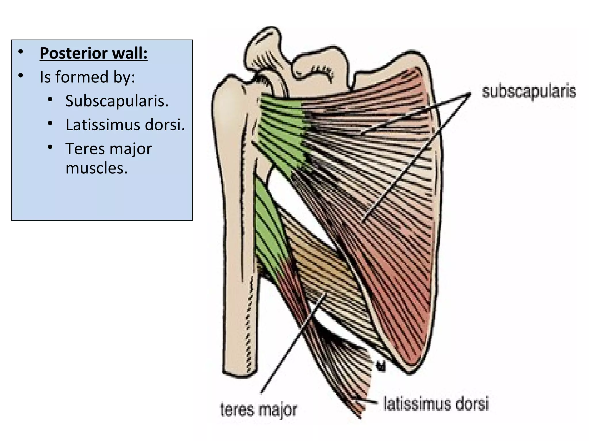 • Posterior wall:
• Is formed by:
• Subscapularis.
• Latissimus dorsi.
• Teres major
muscles.
 