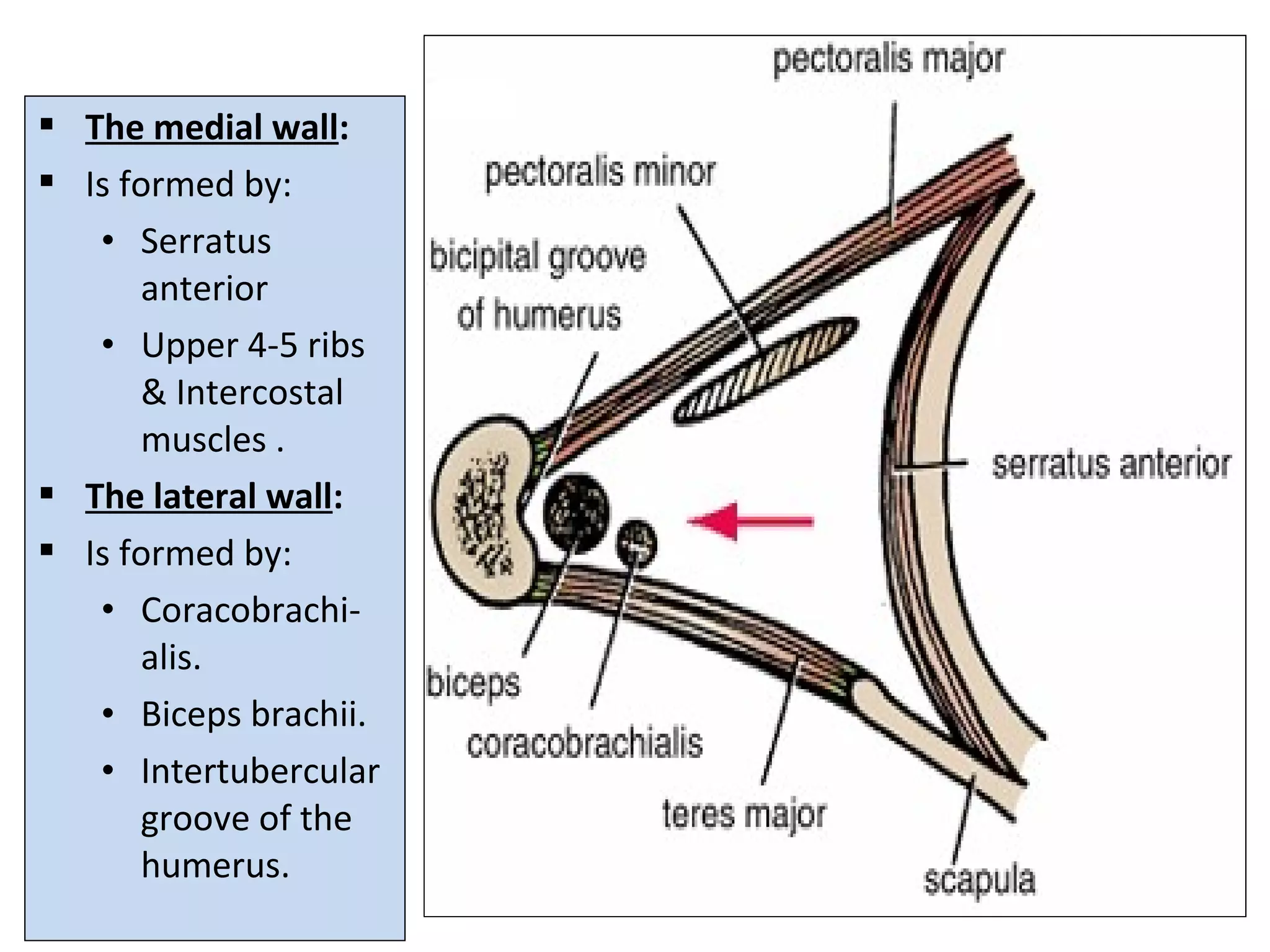  The medial wall:
 Is formed by:
• Serratus
anterior
• Upper 4-5 ribs
& Intercostal
muscles .
 The lateral wall:
 Is formed by:
• Coracobrachi-
alis.
• Biceps brachii.
• Intertubercular
groove of the
humerus.
 