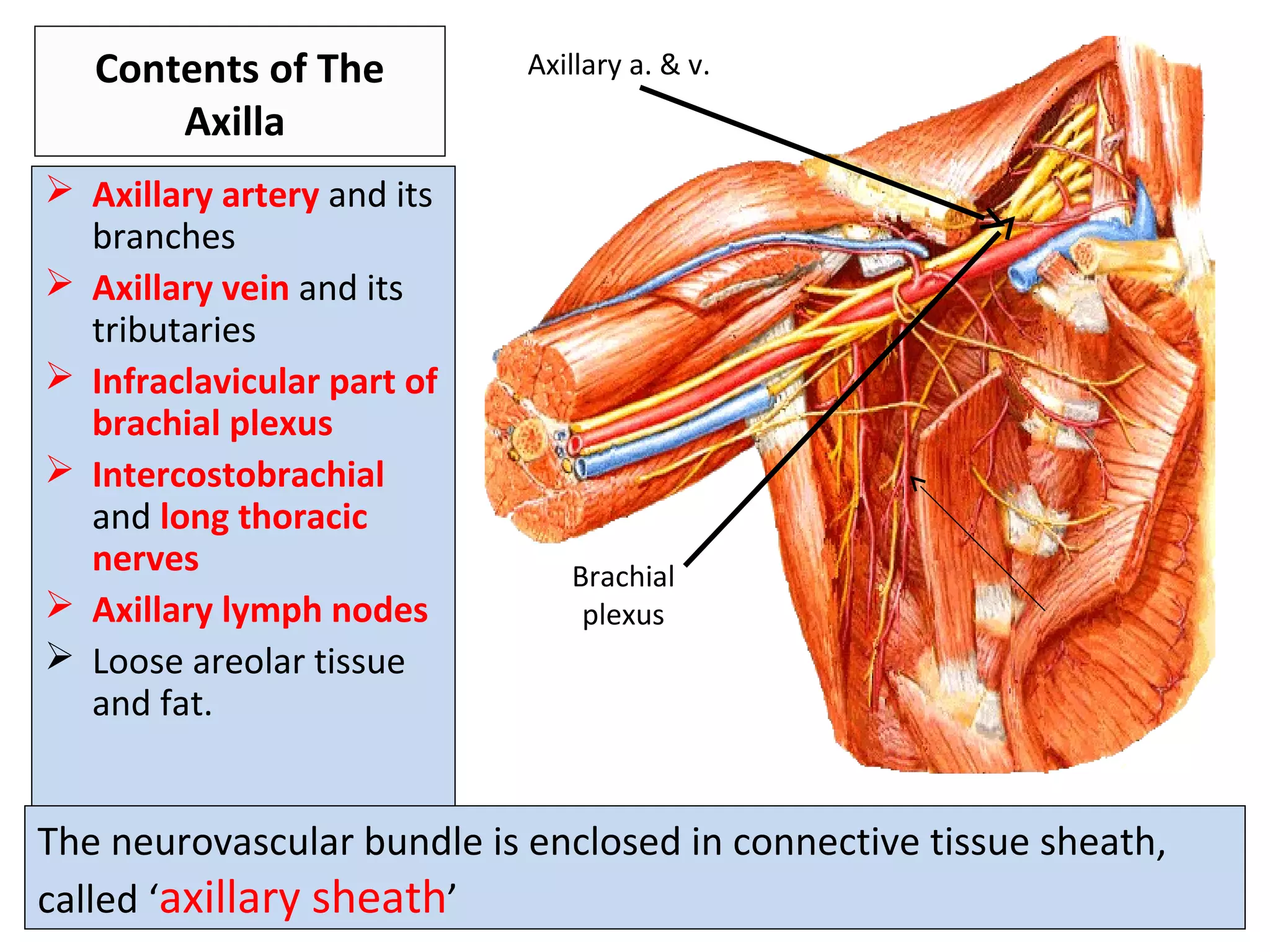Contents of The
Axilla
 Axillary artery and its
branches
 Axillary vein and its
tributaries
 Infraclavicular part of
brachial plexus
 Intercostobrachial
and long thoracic
nerves
 Axillary lymph nodes
 Loose areolar tissue
and fat.
The neurovascular bundle is enclosed in connective tissue sheath,
called ‘axillary sheath’
Axillary a. & v.
Brachial
plexus
 
