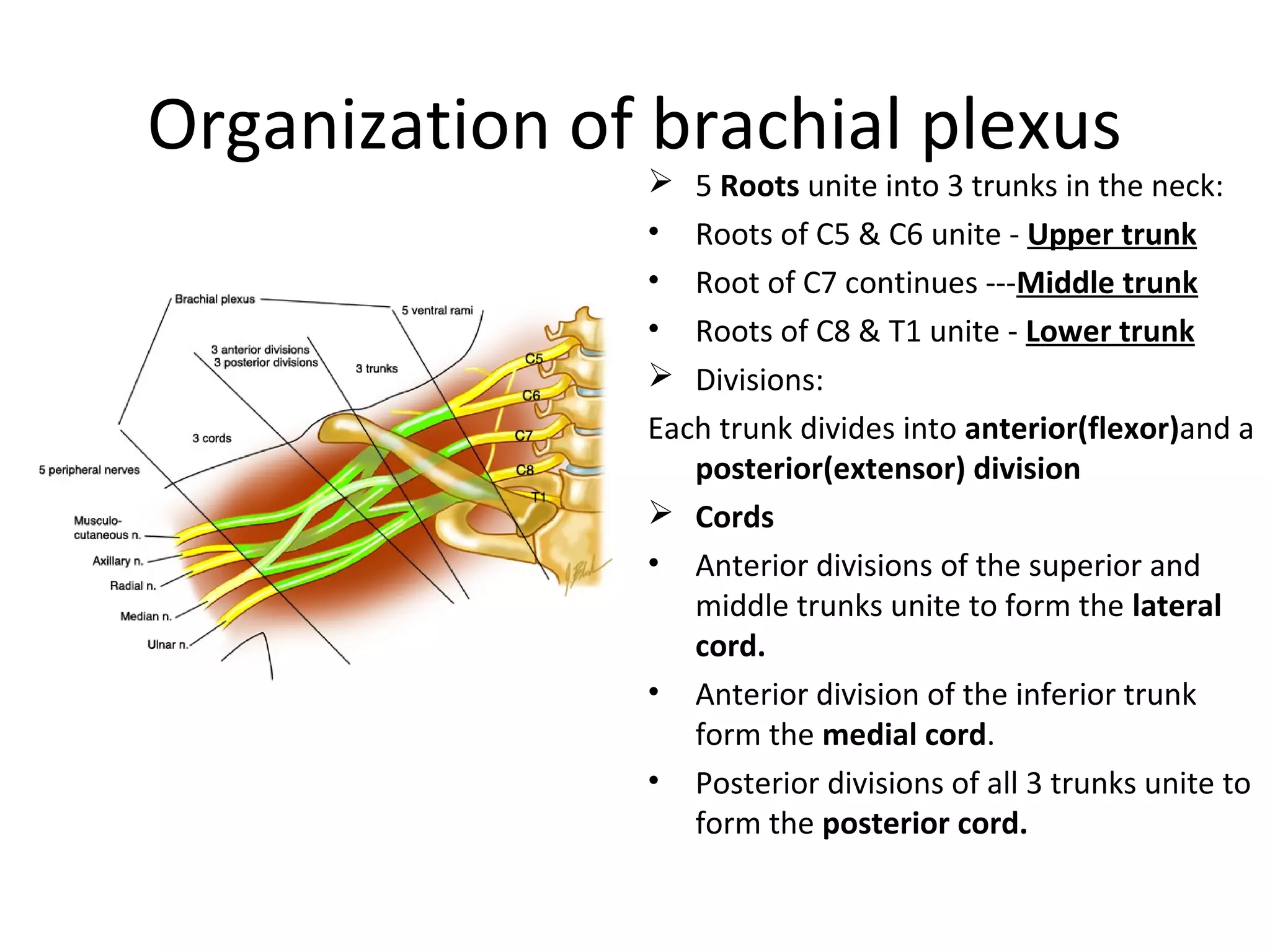 Organization of brachial plexus
 5 Roots unite into 3 trunks in the neck:
• Roots of C5 & C6 unite - Upper trunk
• Root of C7 continues ---Middle trunk
• Roots of C8 & T1 unite - Lower trunk
 Divisions:
Each trunk divides into anterior(flexor)and a
posterior(extensor) division
 Cords
• Anterior divisions of the superior and
middle trunks unite to form the lateral
cord.
• Anterior division of the inferior trunk
form the medial cord.
• Posterior divisions of all 3 trunks unite to
form the posterior cord.
 