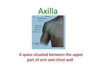 Axilla
A space situated between the upper
part of arm and chest wall.
 