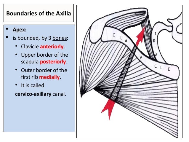 Axilla & brachial plexus