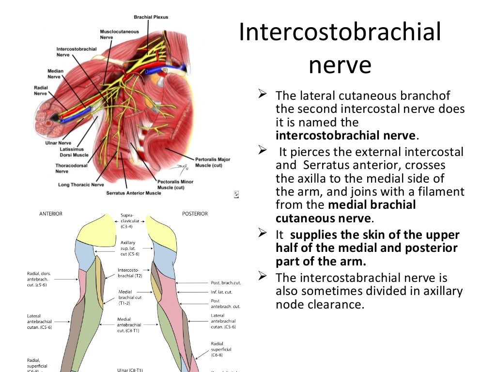 Axilla & brachial plexus