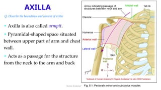 Comprehensive Anatomy of the Axilla: Boundaries, Contents, and Clinical ...