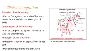 Comprehensive Anatomy of the Axilla: Boundaries, Contents, and Clinical ...