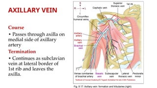 Comprehensive Anatomy of the Axilla: Boundaries, Contents, and Clinical ...