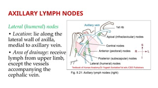 Comprehensive Anatomy of the Axilla: Boundaries, Contents, and Clinical ...