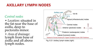 Comprehensive Anatomy of the Axilla: Boundaries, Contents, and Clinical ...