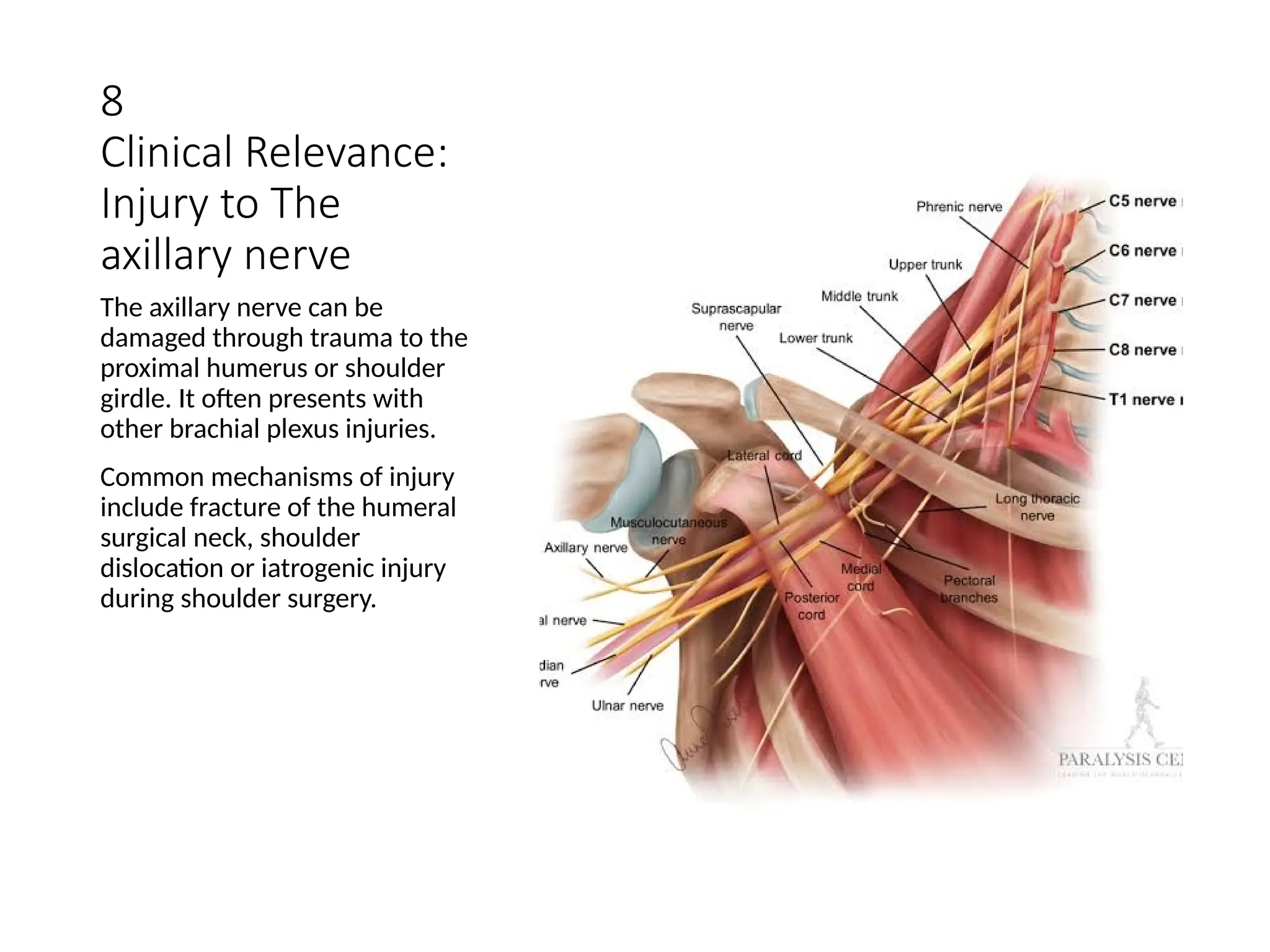 axillary 3.axillary nerve , axillary nerve | PPTX