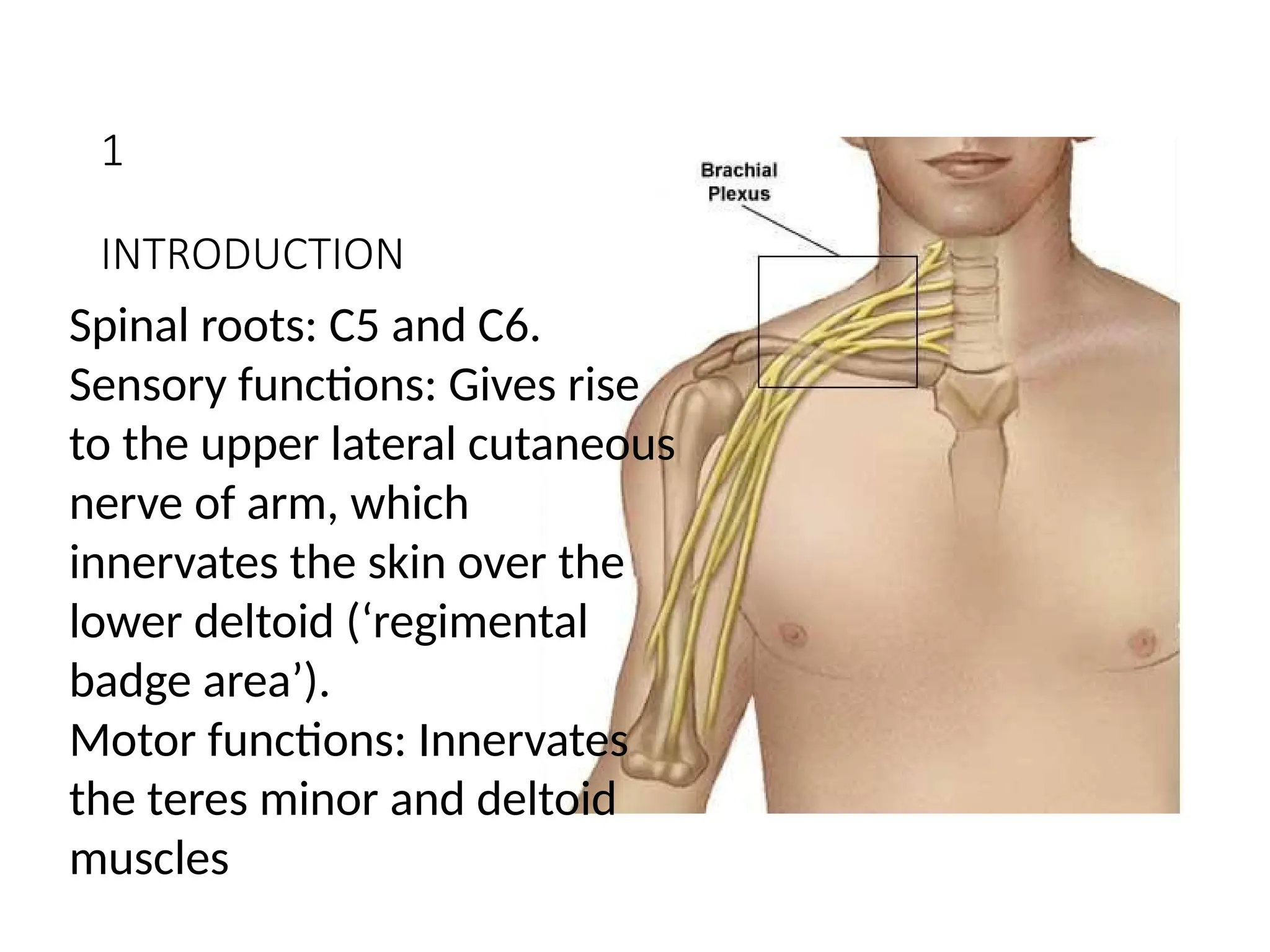 axillary 3.axillary nerve , axillary nerve | PPTX