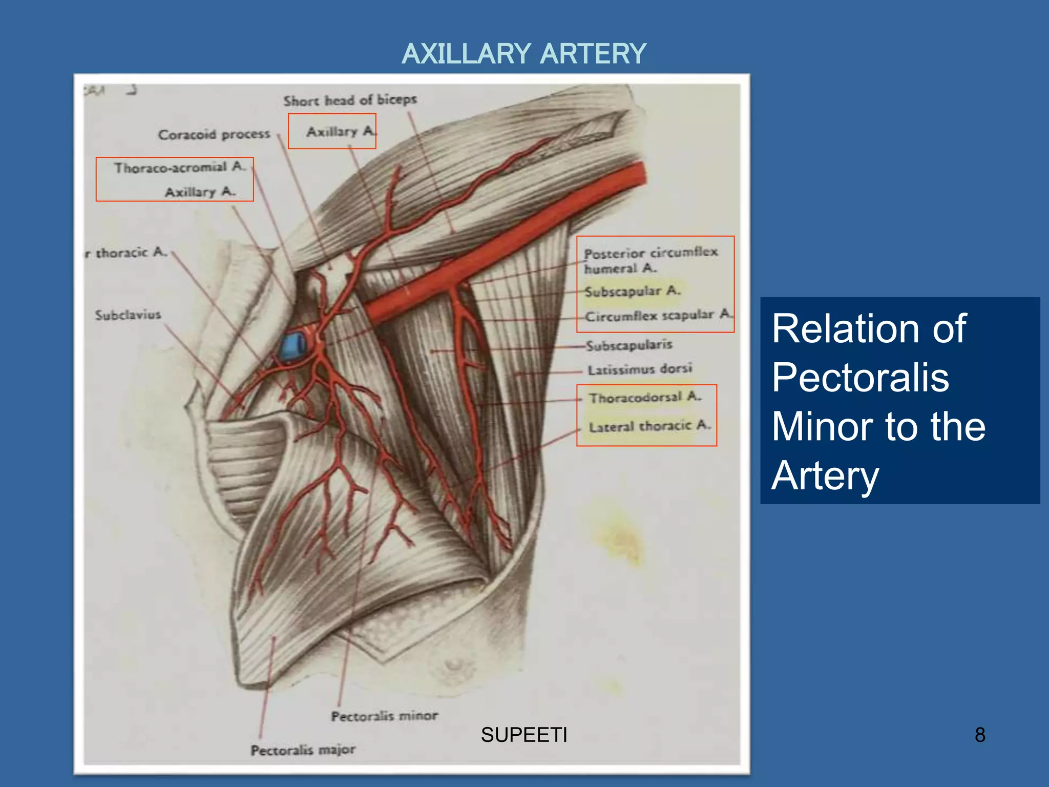 AXILLARY ARTERY.ppt