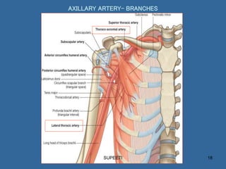 AXILLARY ARTERY.ppt