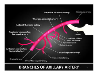Comprehensive Overview of the Axillary Artery Anatomy and Branches | PDF