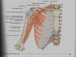 axillary artery-vein-nerve.ppt