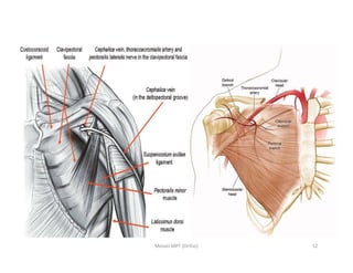 Comprehensive Anatomy and Branches of the Axillary Artery | PDF