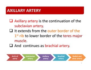 Comprehensive Anatomy and Branches of the Axillary Artery | PDF