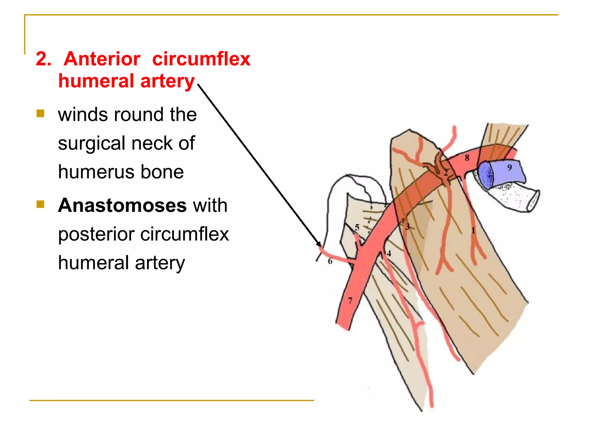 2. Anterior circumflex
humeral artery
 winds round the
surgical neck of
humerus bone
 Anastomoses with
posterior circumflex
humeral artery
 
