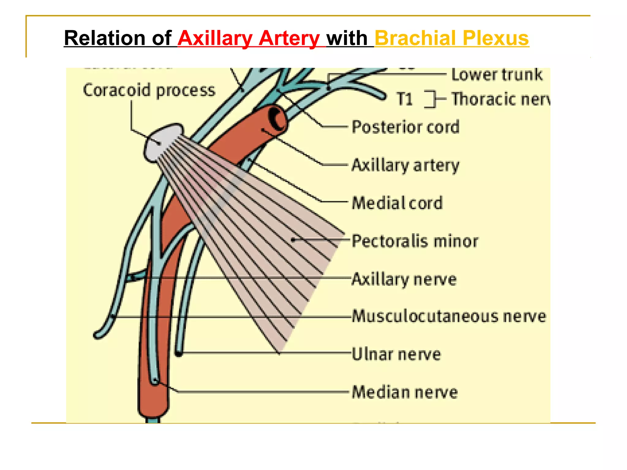 Relation of Axillary Artery with Brachial Plexus
 
