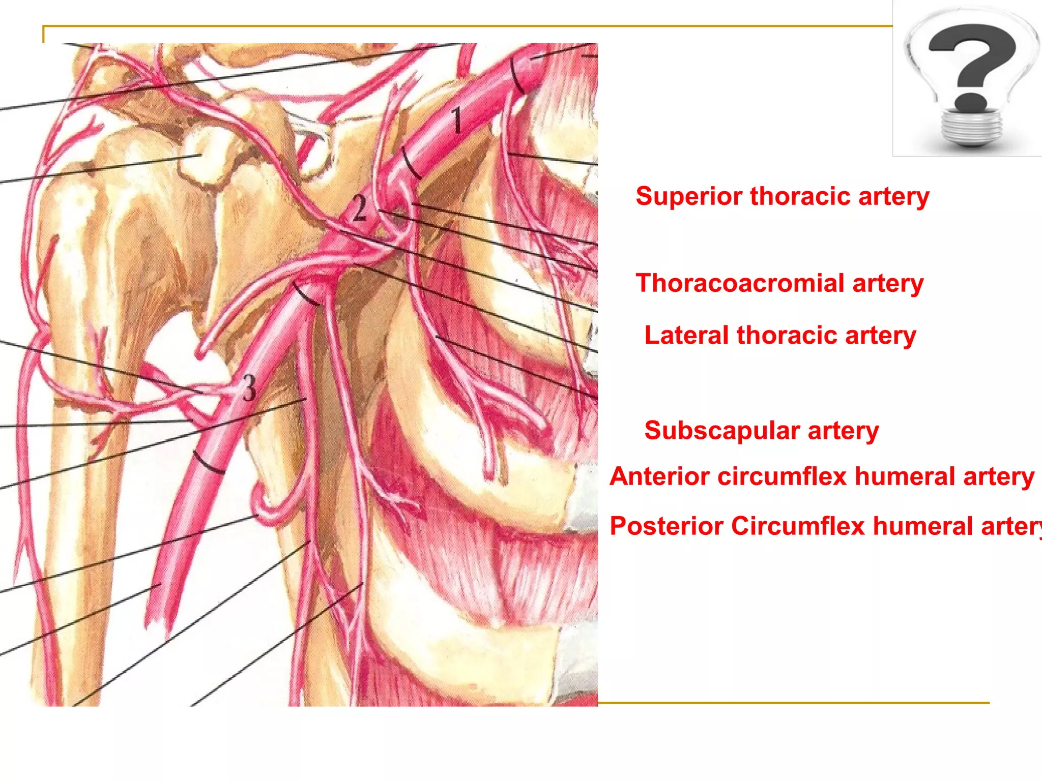 Superior thoracic artery
Thoracoacromial artery
Lateral thoracic artery
Subscapular artery
Anterior circumflex humeral artery
Posterior Circumflex humeral artery
 