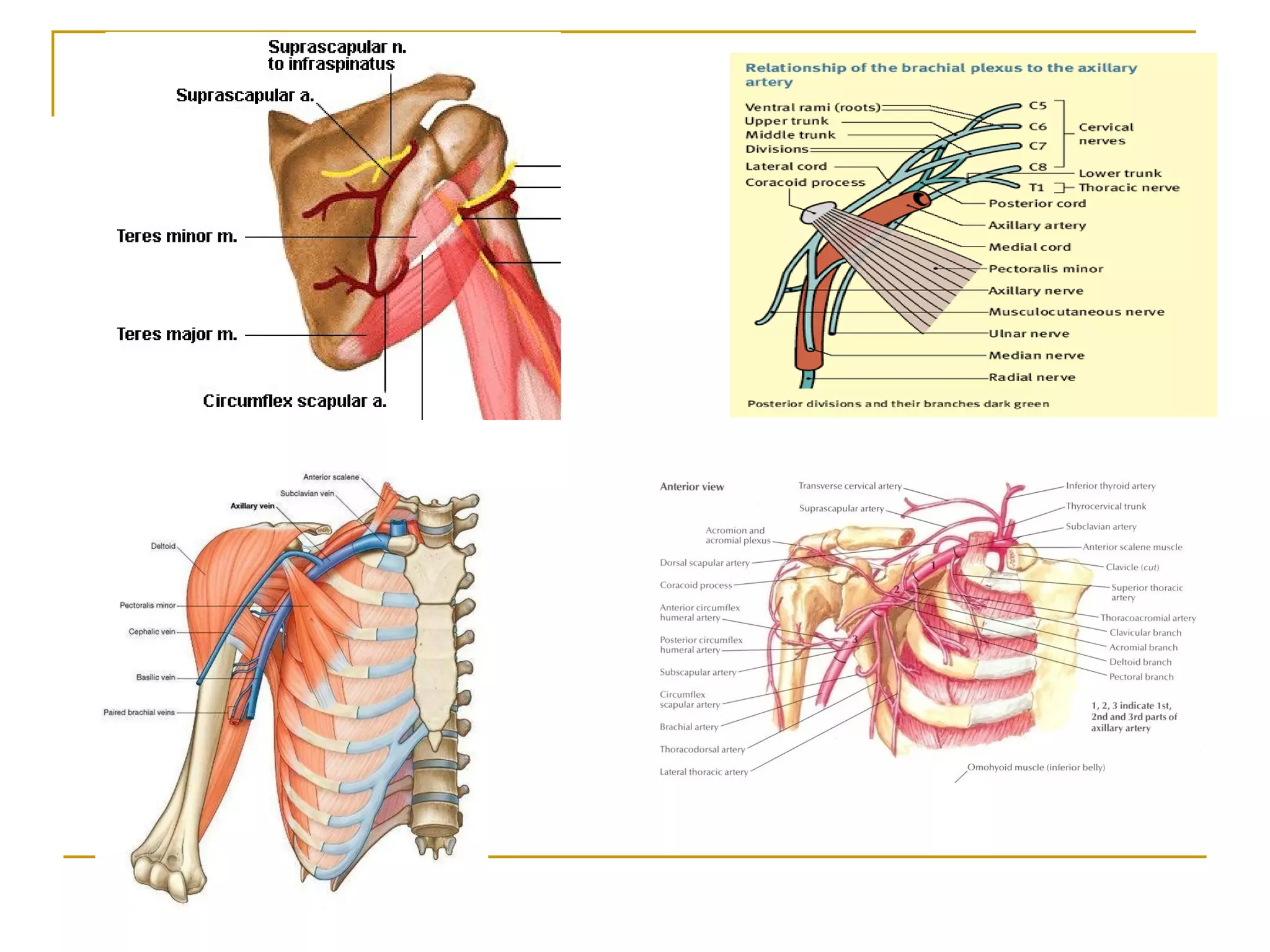 Axillary artery and axillary vein