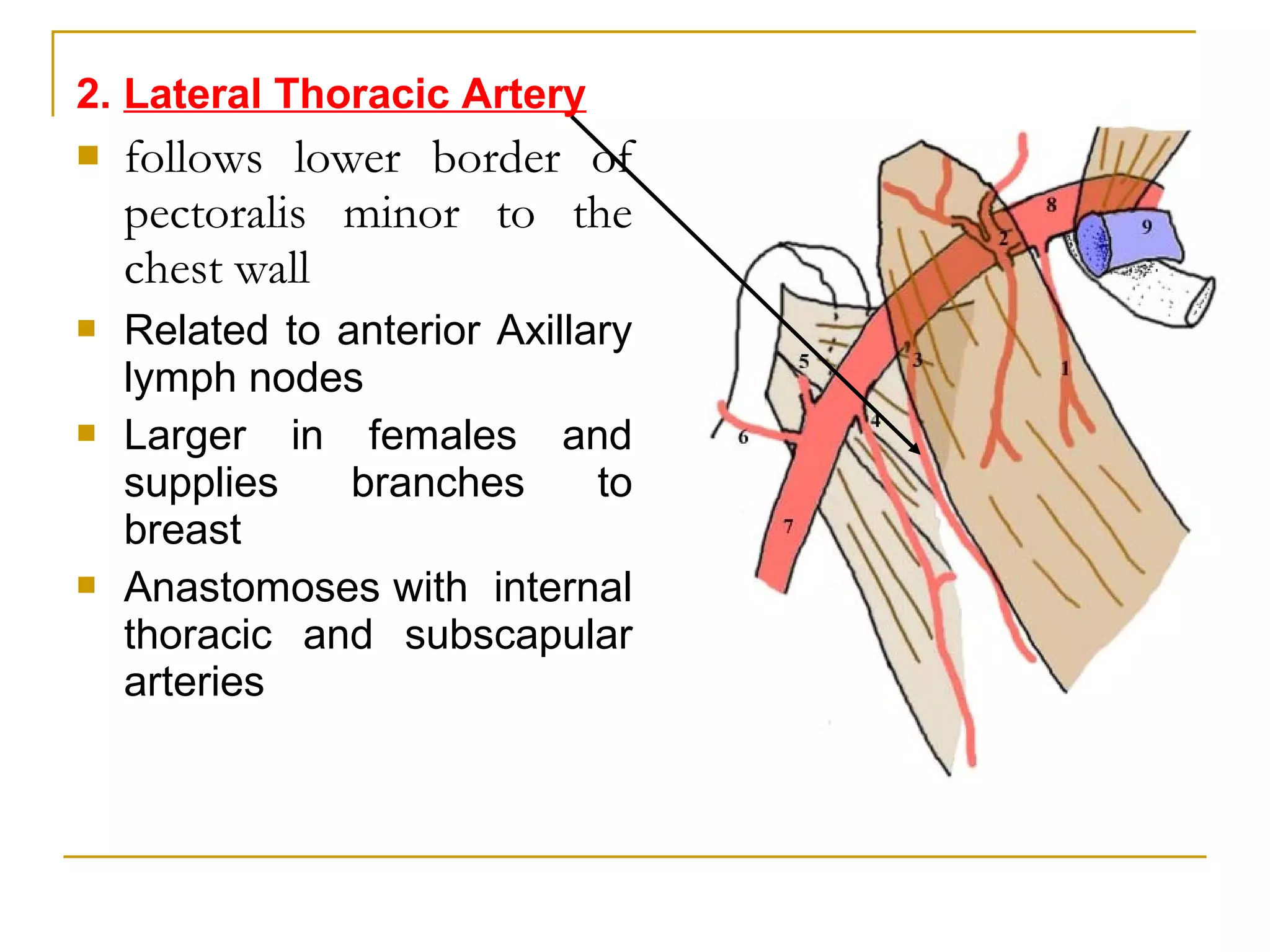 2. Lateral Thoracic Artery
 follows lower border of
pectoralis minor to the
chest wall
 Related to anterior Axillary
lymph nodes
 Larger in females and
supplies branches to
breast
 Anastomoses with internal
thoracic and subscapular
arteries
 