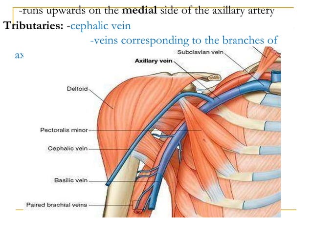Axillary Artery And Axillary Vein Ppt 