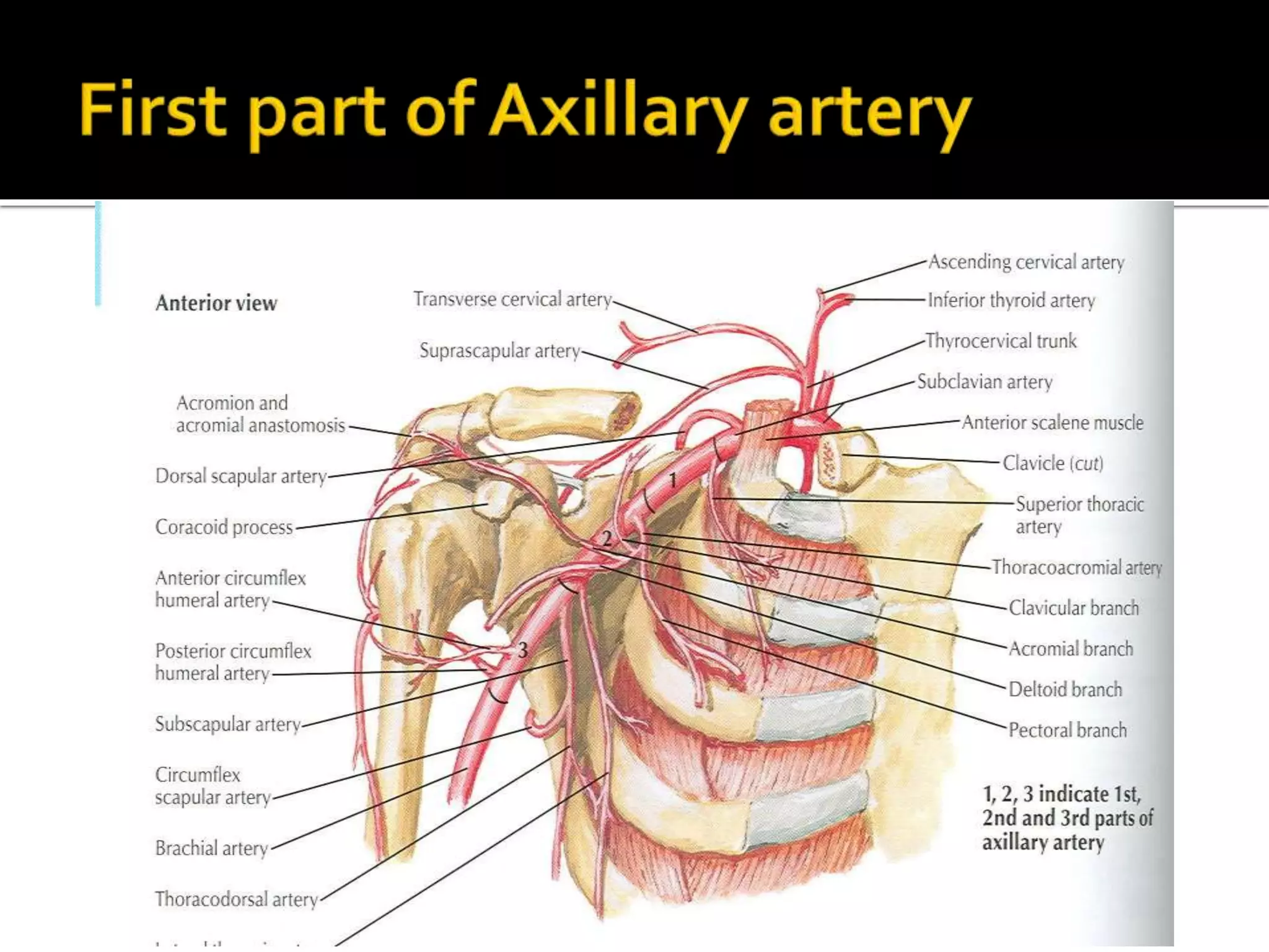 Axillary artery & Axillary vein ppt.pptx