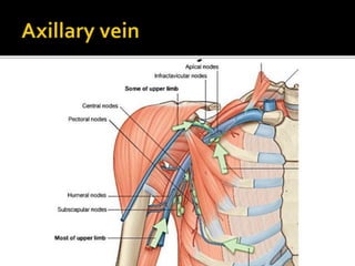 Axillary artery & Axillary vein ppt.pptx