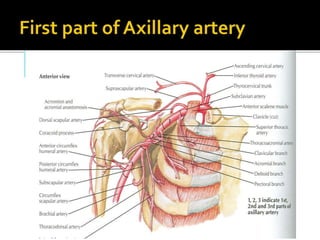 Axillary Artery Line Diagram