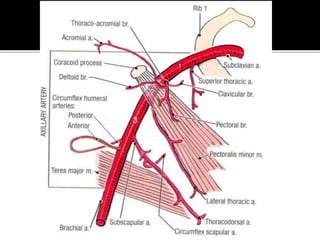  Extent of Axillary artery
a.) Outer border of 1st rib to upper border of teres
major muscle
b.) Outer border of 1st rib ...