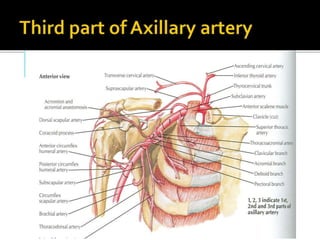 Axillary artery & Axillary vein ppt.pptx