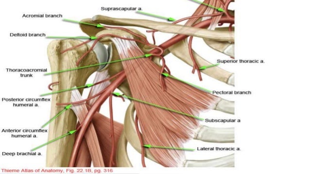 axillary artey ppt