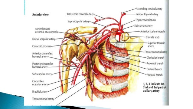axillary artey ppt