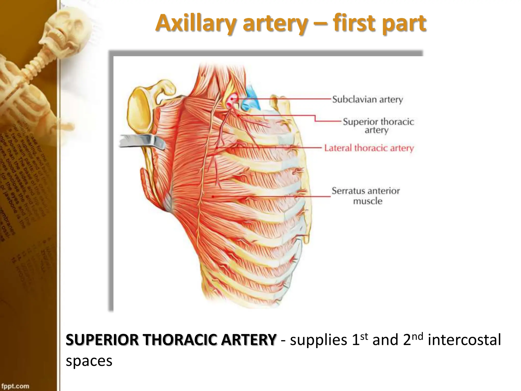 Axillary fossa_12.7.23.pptx