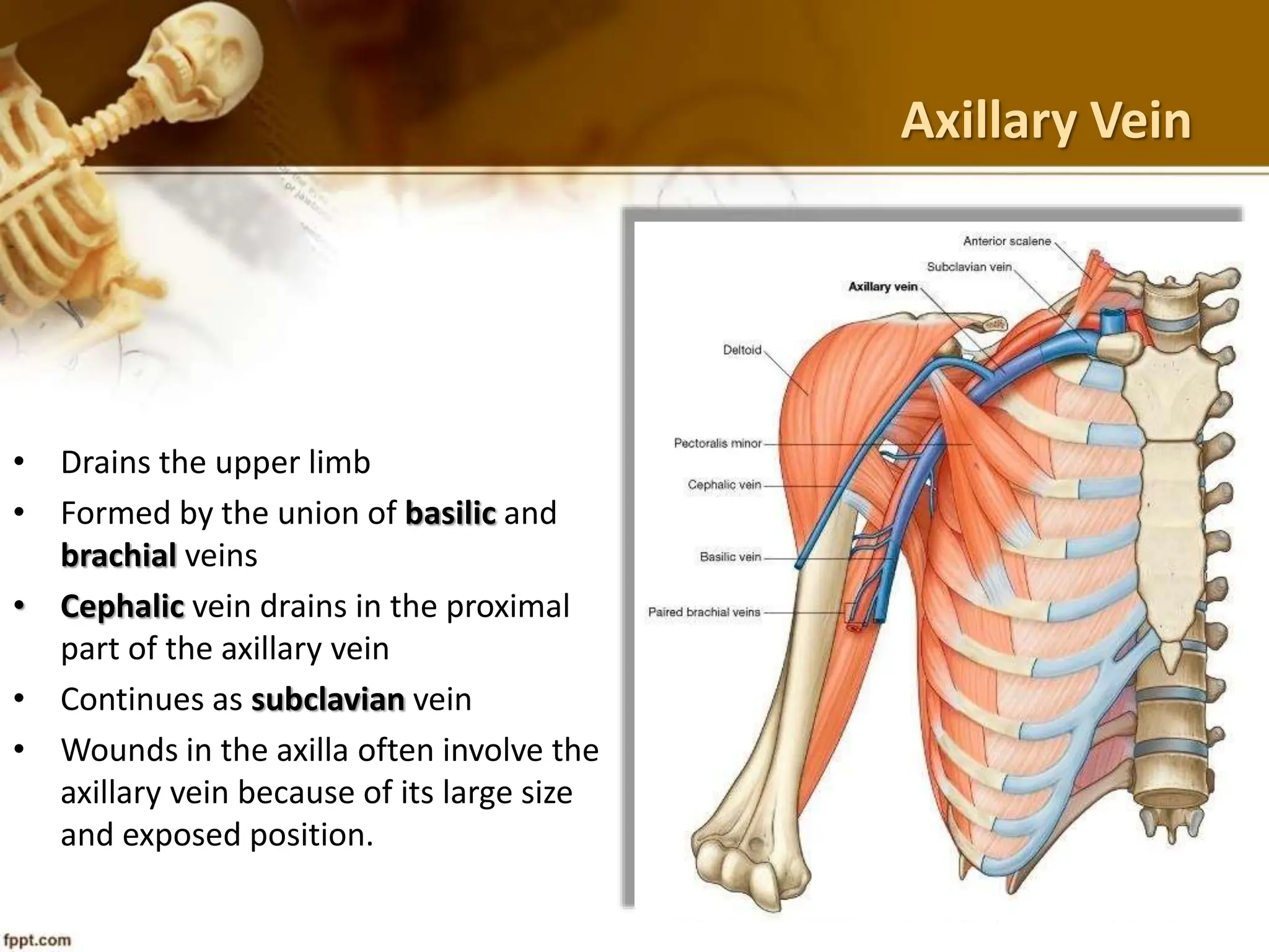 Axillary fossa_12.7.23.pptx