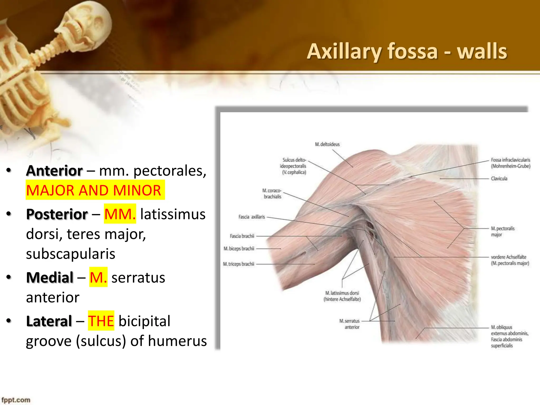 Axillary fossa_12.7.23.pptx