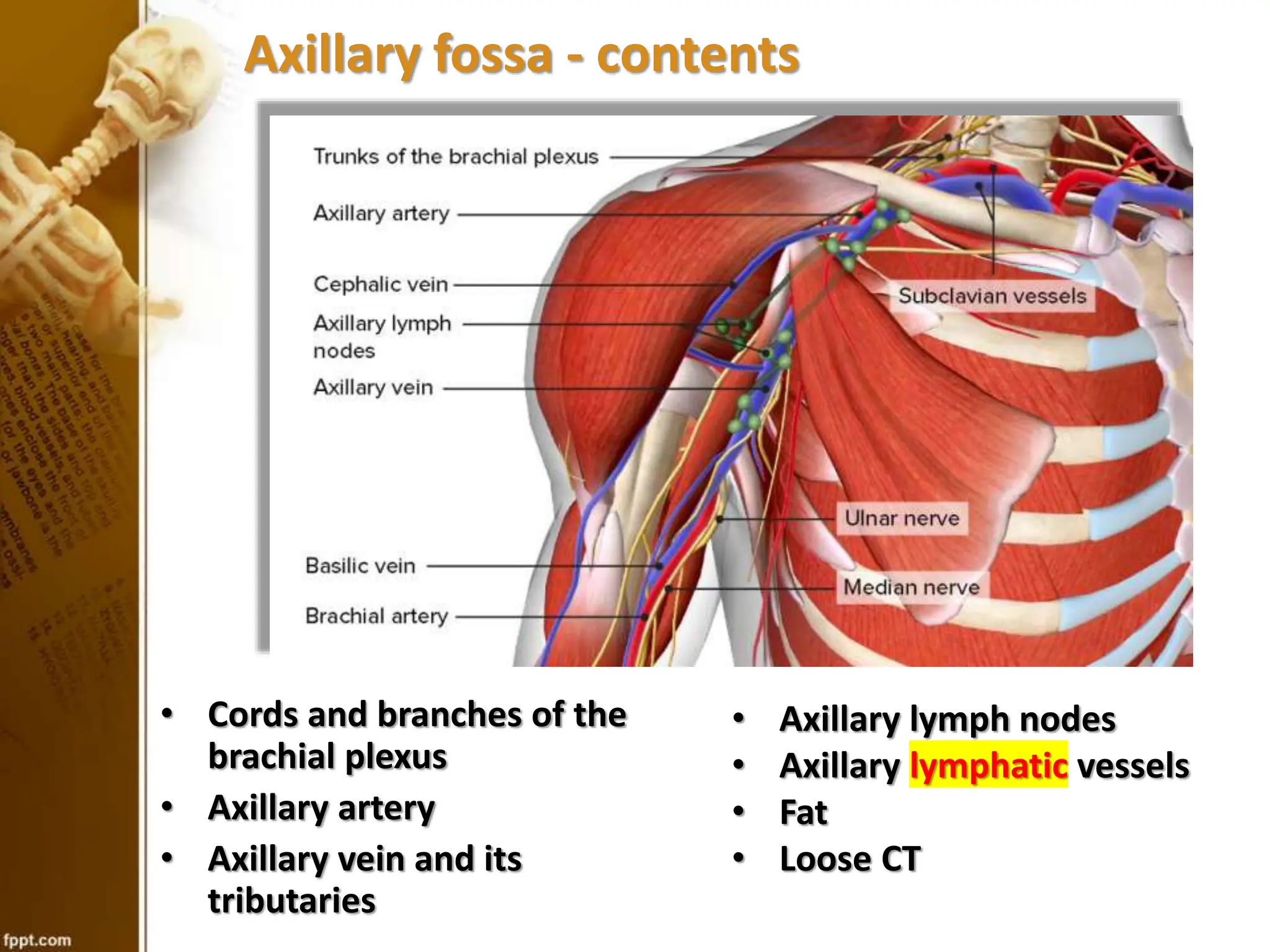 Axillary fossa_12.7.23.pptx